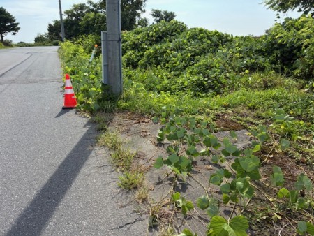2025.08.26役場刈