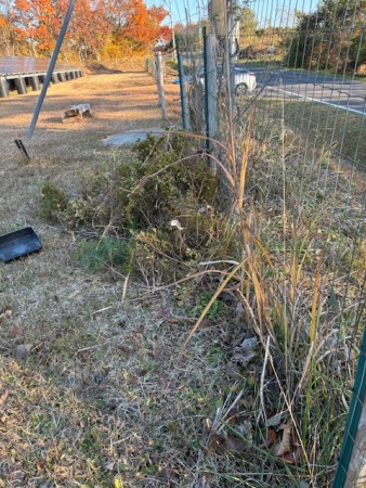 2025.11.16.3さつき伐採