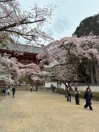 2026.03.30醍醐寺