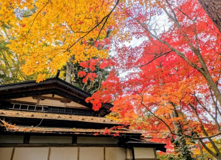 PXL_20251108_015730665.MP~2