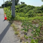 2025.08.26役場刈