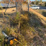 2025.11.16.1さつき伐採