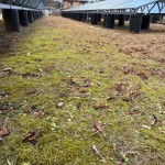 2025.12.07コケ元気