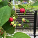 IMG_5198a