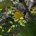 IMG_5861a